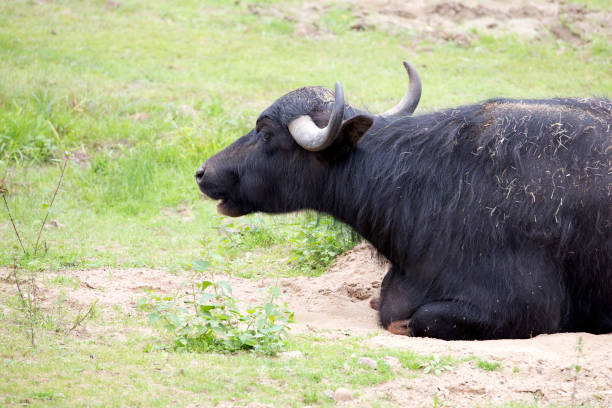 istock Water buffalo in a clearing 2199052237
