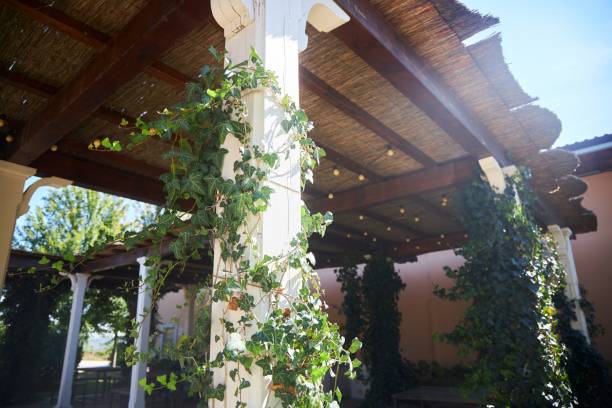 istock A gazebo woven with climbing vines of wild grapes. 2199052333