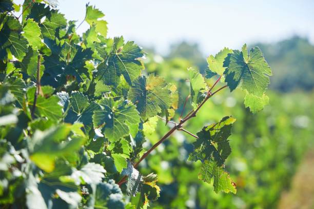 istock Vineyards of wine grape varieties. Agricultural industry 2199052599