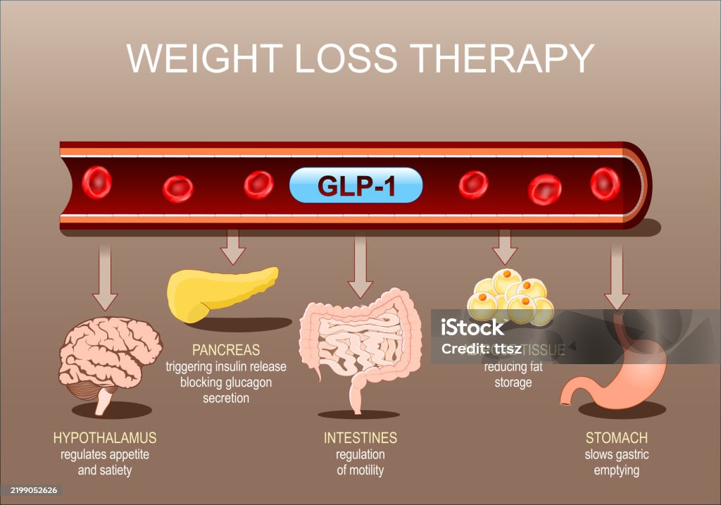 Weight Loss Therapy And Glp1 Stock Illustration - Download Image Now ...