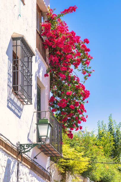 istock Granada town in Spain. Vibrant bougainvillea cascading down a white building's facade, creating a stunning display of color against the clear blue sky. 2199054039