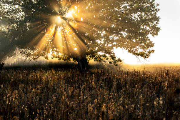 magnificent morning sunrise landscape. tree with sun rays through tree branches on meadow in fog.