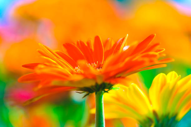 Flower Series : Orange gerbera flowers with blurred floral background. Macro Shot of Gerbera flower stamens. Closeup of fresh daisy-gerbera. Gerbera petals.