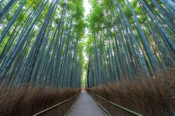 Arashiyama Bamboo Forest in Kyoto, Japan