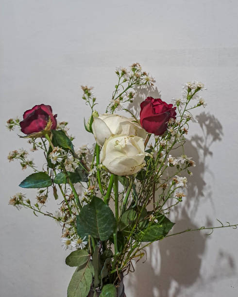 mataram, West Nusa Tenggara, Indonesia. january 31, 2025: the combination of red roses and white roses is so beautiful to look at with a white background