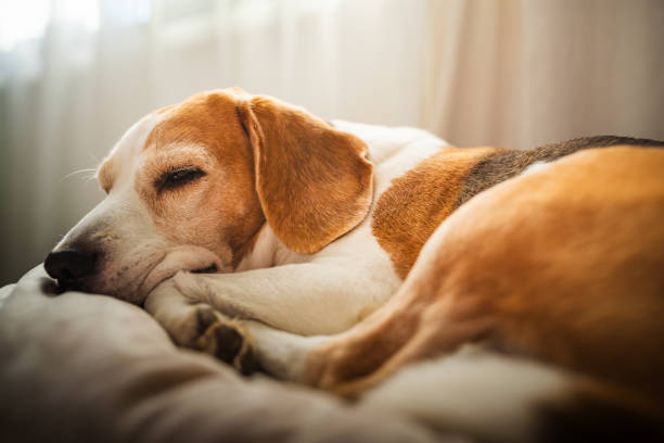istock A adult beagle dog napping in sunny room on sofa 2199058654