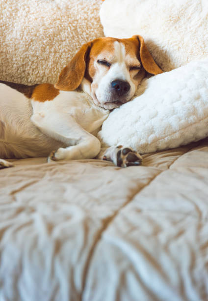A adult beagle dog napping in sunny room on sofa. Canine themed background