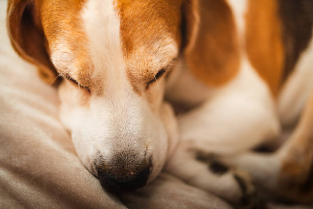 Cute puppy sleeping on the floor