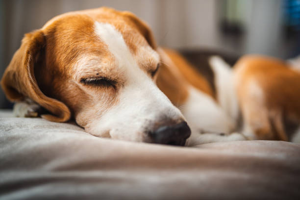 istock A adult beagle dog napping in sunny room on sofa 2199058667