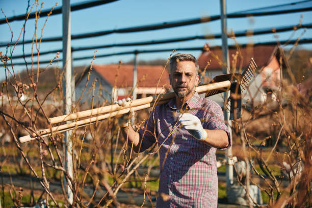 Man with gardening rake and tools on a blueberries organic farm.