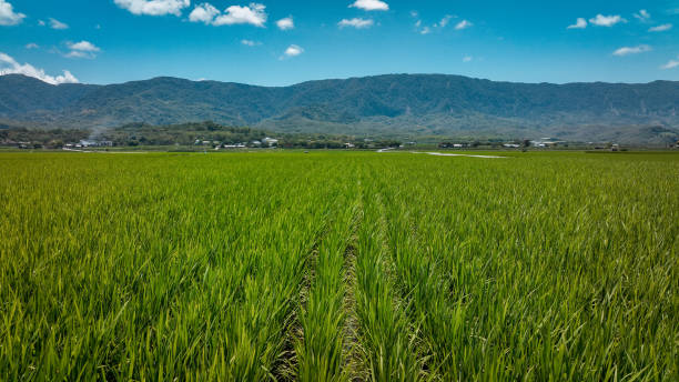 istock Lush green rice fields in Taiwan under a clear blue sky with distant mountains and village 2199060204