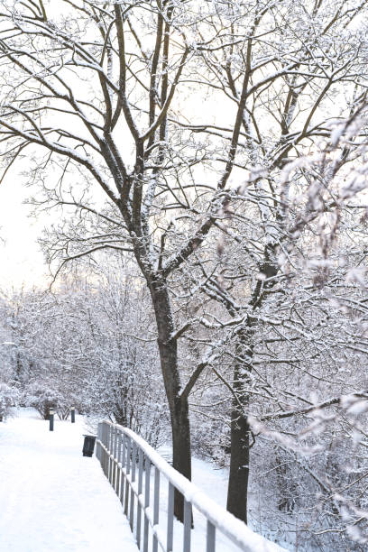 istock Path in a snowy park. Winter landscape. 2199060891