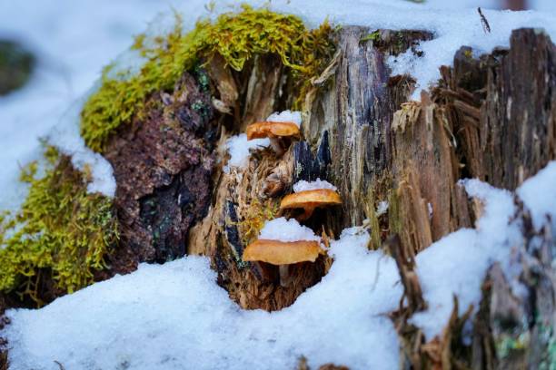Mushrooms growing on a snow-covered tree stump with green moss in a winter forest setting.