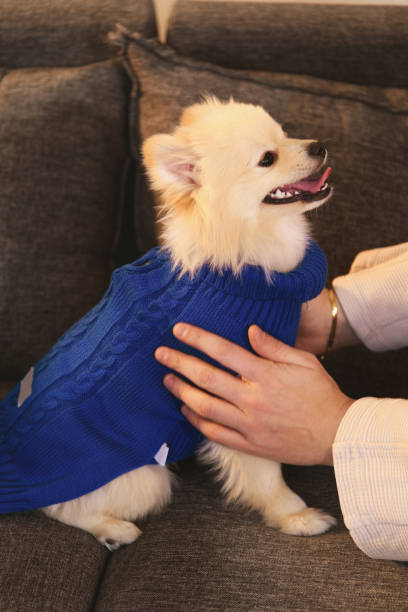 istock Dressing Up for a Walk: Pomeranian in Blue Sweater 2199061395