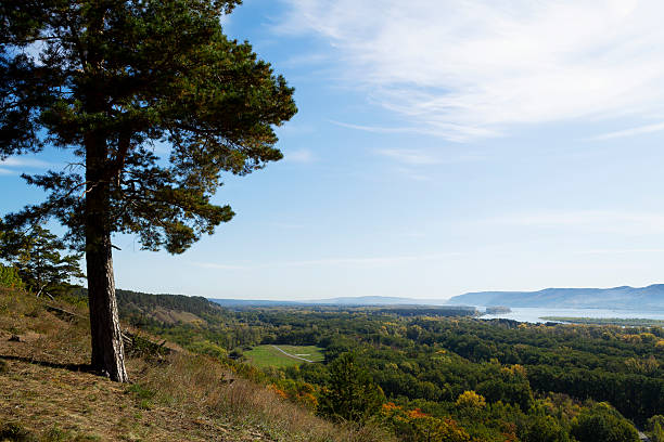 istock pine trees in the mountains. Autumn landscape with dense trees and vibrant foliage under a clear blue sky. from a bird's eye view. Scene of unspoiled nature. 2199061641