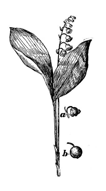 Lily of the valley, Convallaria majalis Antique illustration (1898): Lily of the valley, Convallaria majalis lily of the valley antique botanical engraving stock illustrations