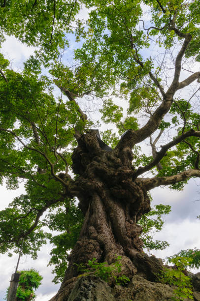 istock Old maple tree “Ishiwari Maple”. Kuroishi City, Aomori, Japan 2199065431