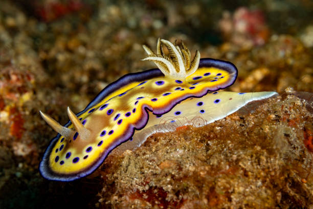 Nudibranch Tryon's Hypselodoris Hypselodoris tryoni, Lembeh Strait, Indonesia