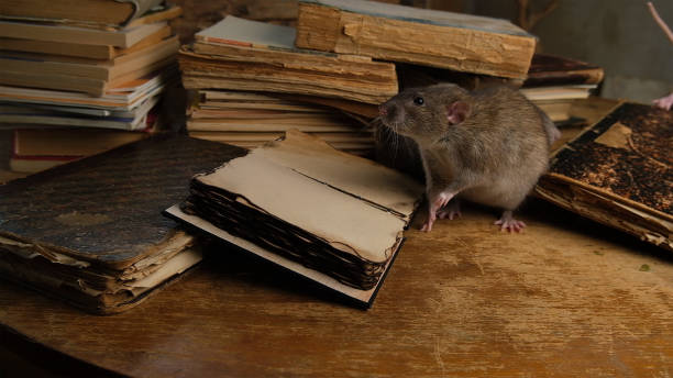 istock A brown rat sits near old antique books. 2199066172