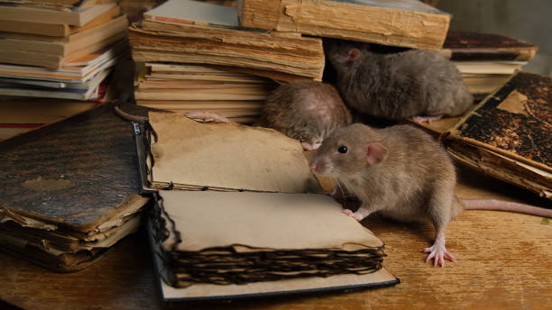 istock A brown rat sits near old antique books. 2199066173