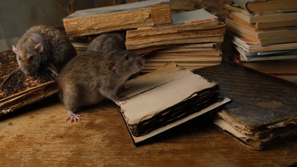 istock A brown rat sits near old antique books. 2199066176