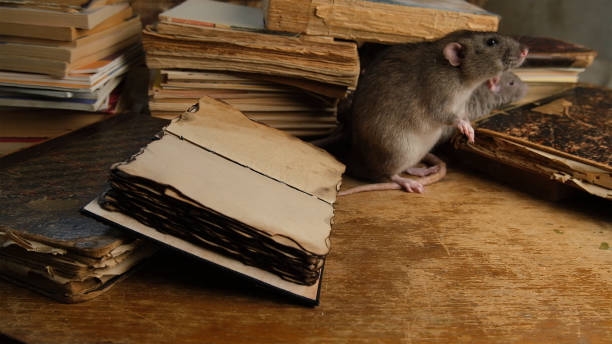 istock A brown rat sits near old antique books. 2199066190