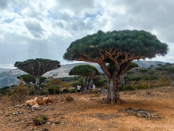 istock Firmihn Forest plateau on Socotra Island, Yemen 2199067433