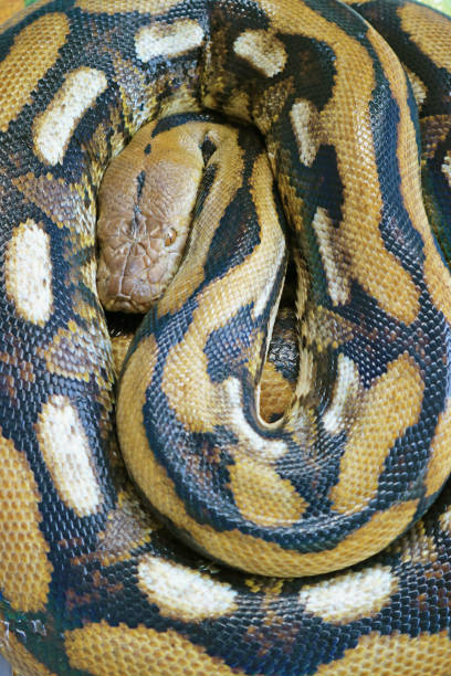 istock Closeup of Ball Python (Python Regius) tends to curl into a ball shape when stressed or frightened 2199069812