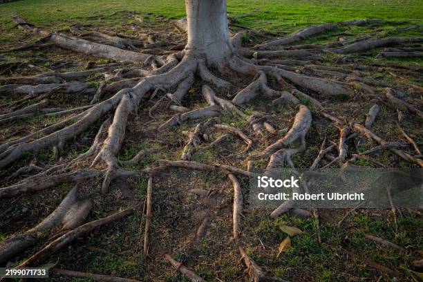Finest Roots Roots Of A Tree Stock Photo - Download Image Now - Root, Tree, Strength ...