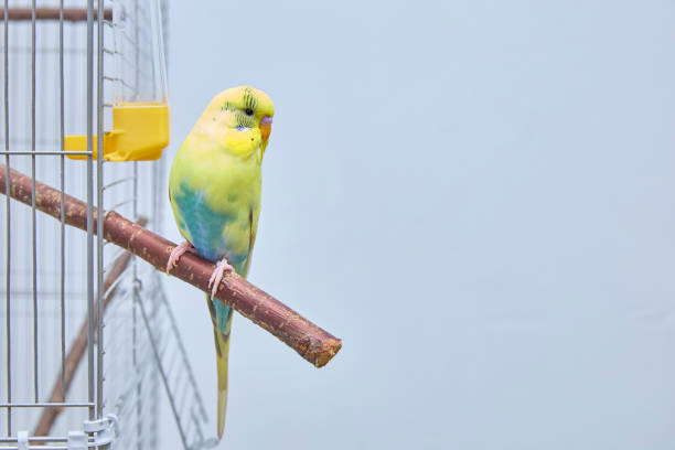 Budgie on a perch near a cage with a place for a text or product. Copy space.