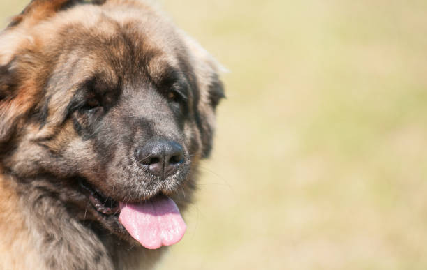 istock Leonberger close-up headshot in bright sunlight 2199074966