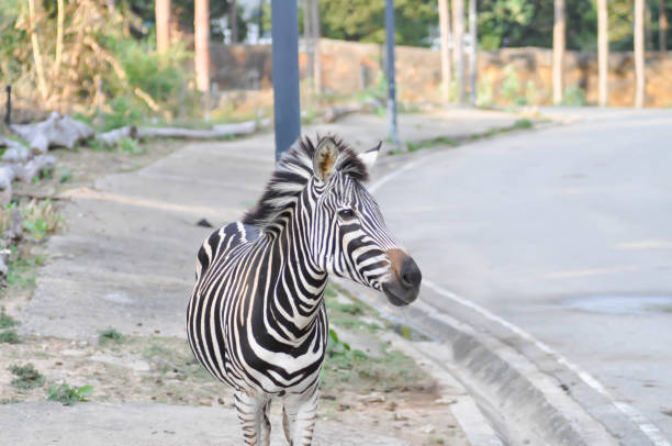 istock zebra or Equus or Hippotigri 2199074999