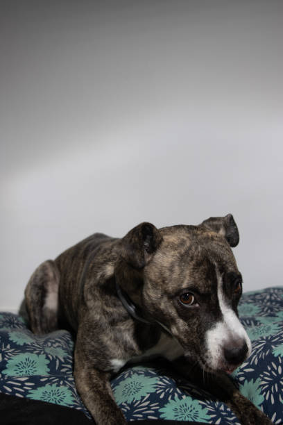 istock Brindle and white pitbull mix relaxing on dog bed 2199076824