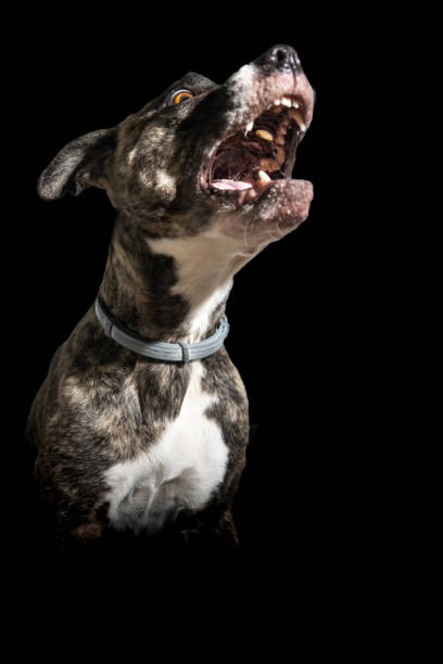 istock Aggressive dog baring teeth and growling on black background 2199076855