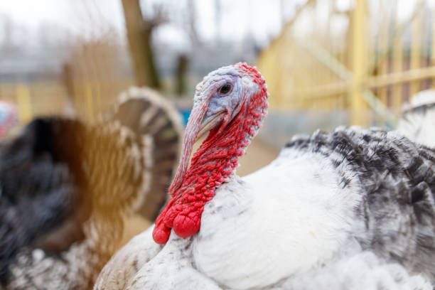 A turkey with a red head and white body is standing in a pen. The pen is yellow and has a fence around it