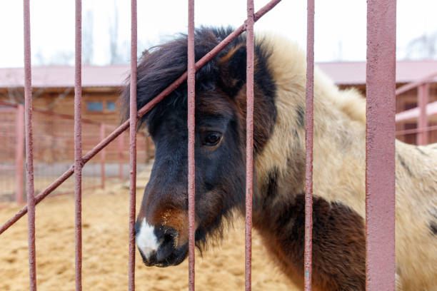 A small horse is looking through a fence. The fence is made of metal and is red. The horse is brown and white