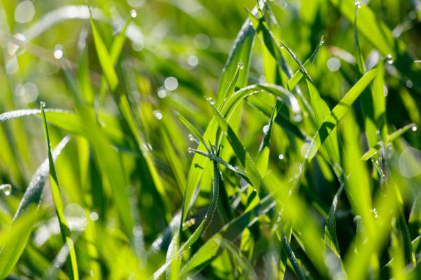 istock The grass is wet and shiny, and the sun is shining on it 2199077391