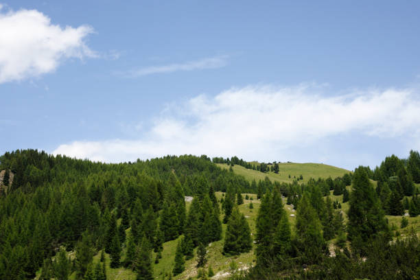 Panoramic view of the iconic tree line in the Dolomites, showcasing the alpine terrain of this UNESCO World Heritage landscape in South Tyrol, Italy.