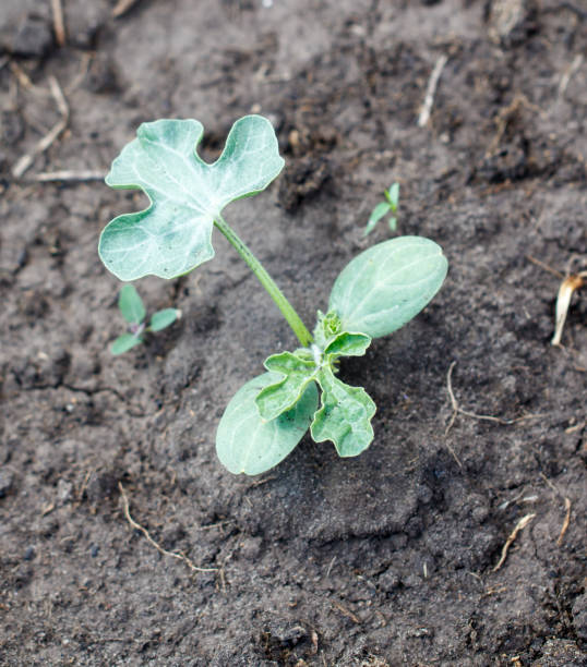 istock A small plant is growing in the dirt 2199077929