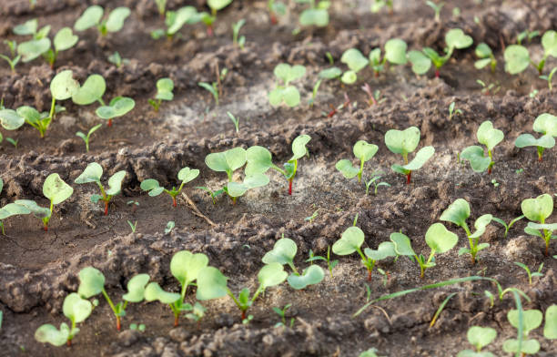 Small radish sprouts in the garden. Growing and harvesting radishes