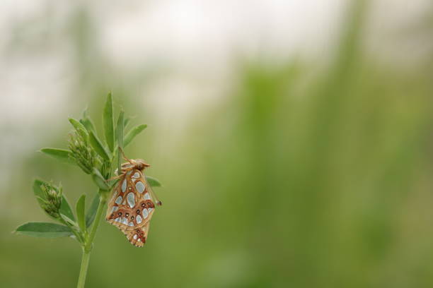 A Butterfly issoria lathonia on a flower at sunset