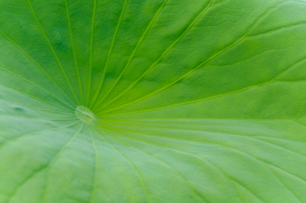 Close-up of a lotus leaf.