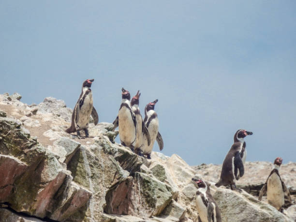 istock Group of Humboldt Penguins in Peru 2199080902