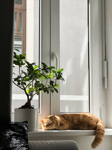 Ginger cat sleeping on a white window sill next to a green bonsai tree in a white ceramic pot. Sunlight streams through the window, casting soft shadows. Cozy indoor scene with a relaxed pet in a home interior.