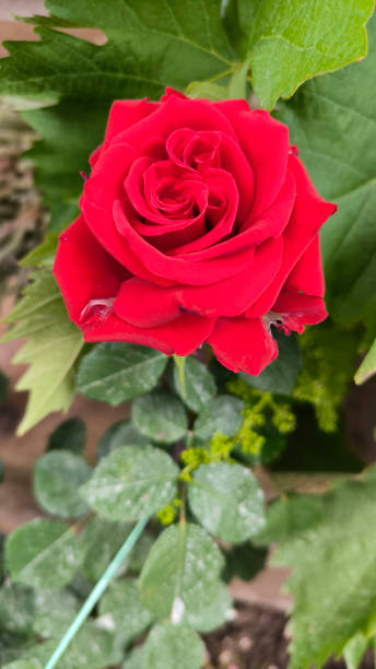 istock blooming red roses in the garden 2199081284