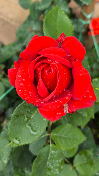 istock blooming red roses in the garden 2199081368