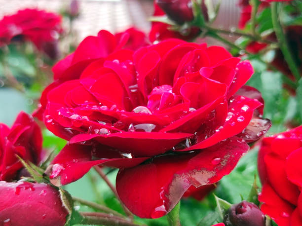 red rose blossom on green