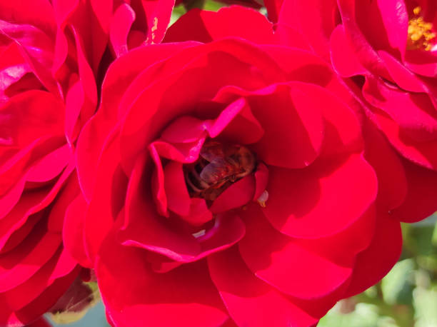 red rose in bloom with raindrops and bee collecting pollen