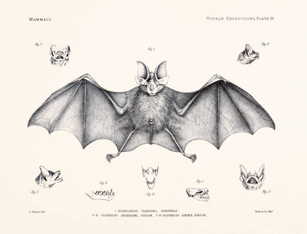 Bat plate from a 19th-century zoology book on anatomical and zoological researches in western Yunnan (1868 & 1875). Vintage chiroptera illustration.