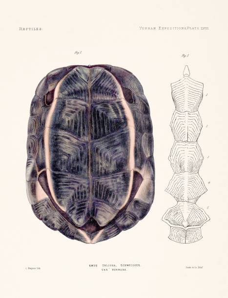 istock Turtle plate from a 19th-century zoology book. Vintage reptile illustration. 2199081878